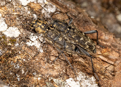 Xylotrechus rusticus