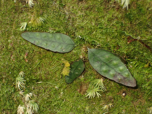 Selliguea observed 2026-10-02