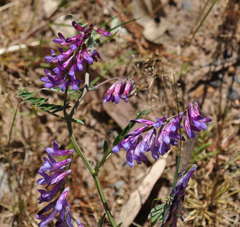 Vicia sativa nigra