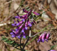 Vicia sativa nigra