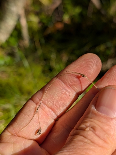 Carex trisperma observed 2026-10-02