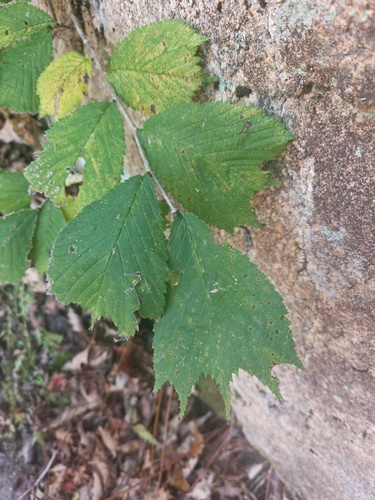 Ulmus laciniata observed 2026-10-02