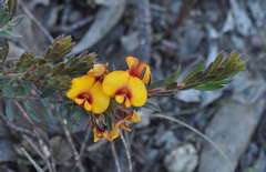 Pultenaea humilis