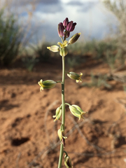 Streptanthus longirostris