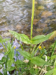 Cerastium pauciflorum