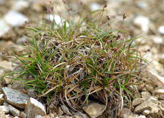 Luzula arcuata unalaschcensis