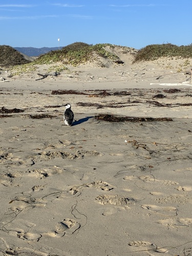 iNaturalist observation photo of Common Murre