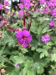 Geranium macrorrhizum