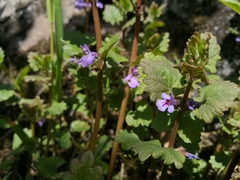 Glechoma hederacea