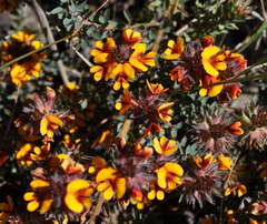 Pultenaea humilis