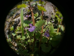 Glechoma hederacea
