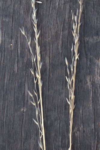 Triodia pungens observed 2026-07-24