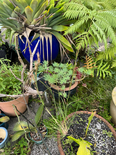 Andropogon, 2026-10-02