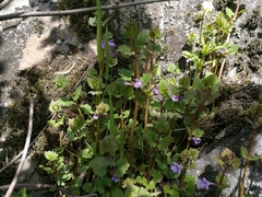 Glechoma hederacea