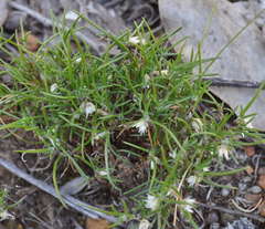 Laxmannia orientalis