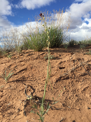 Streptanthus longirostris