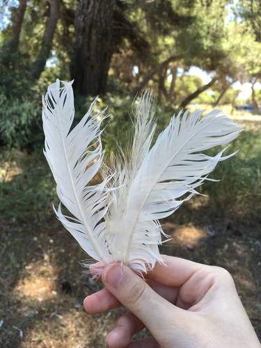Plume de Aigrette garzette