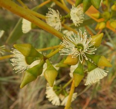 Eucalyptus diversifolia