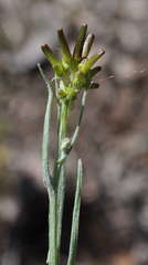 Senecio phelleus