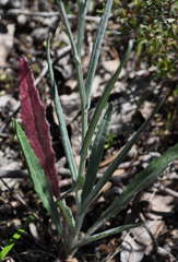 Senecio phelleus