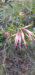Styphelia triflora