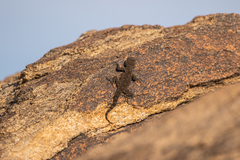 Ptyodactylus