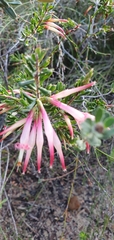 Styphelia triflora
