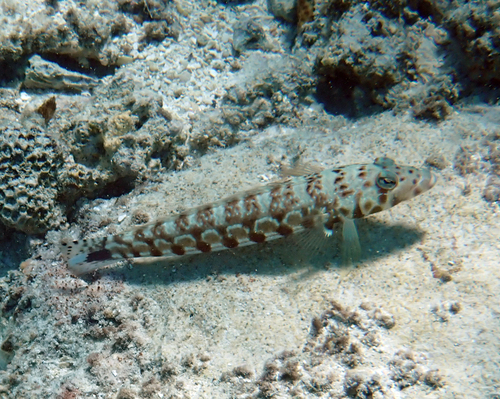 Parapercis millepunctata observed 2026-10-02