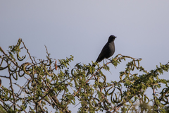 Cercotrichas podobe