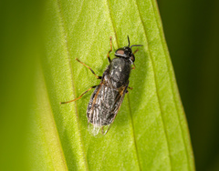 Odontomyia tigrina