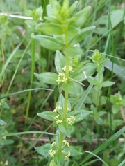 Cruciata glabra krylovii