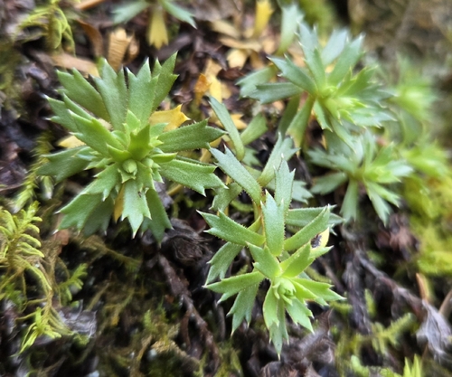 Saxifraga tricuspidata, 2026-09-29