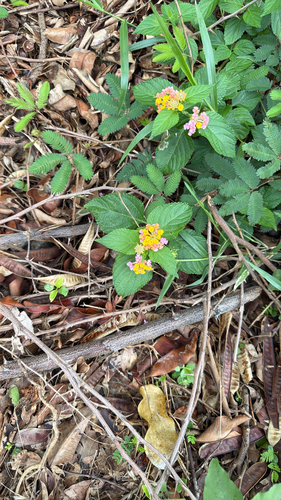 Lantana camara observed 2026-10-02
