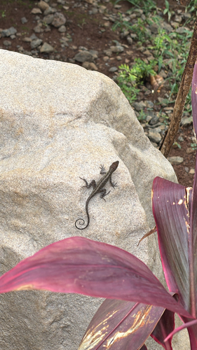 Anolis sagrei observed 2026-10-02