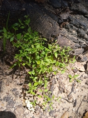 Moehringia pentandra