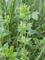 Cruciata glabra krylovii