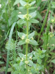 Cruciata glabra krylovii