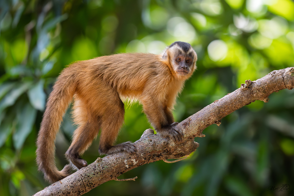 Hooded Capuchin