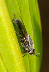 Odontomyia tigrina