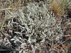 Artemisia nitrosa