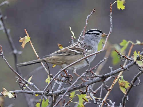 Gambel's White-crowned Sparrow