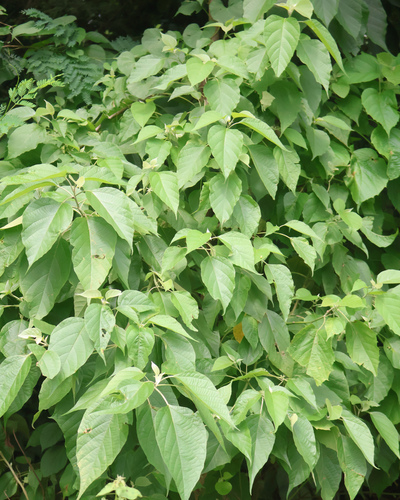 Cordia elaeagnoides, 2026-10-02
