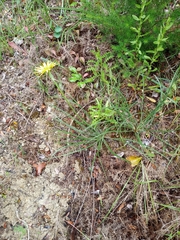 Pseudopodospermum boeticum