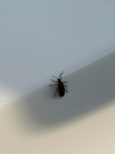 Eastern Boxelder Bug