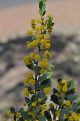 Acacia brachybotrya