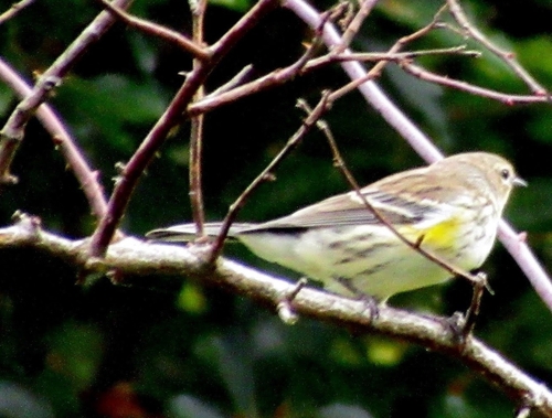 Yellow-rumped Warbler