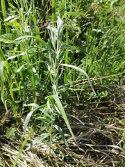 Artemisia dracunculus glauca