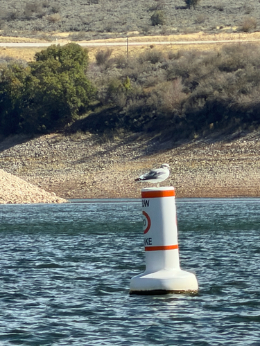 California Gull