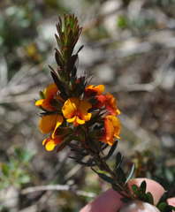 Pultenaea humilis