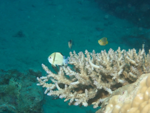 Dascyllus reticulatus observed 2026-10-01